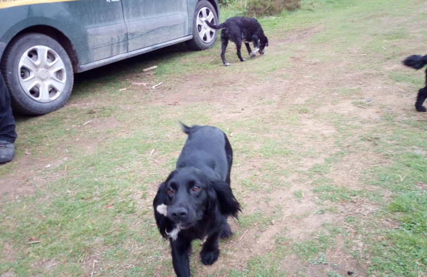 Ian's fantastic forestry dogs greeting Simon